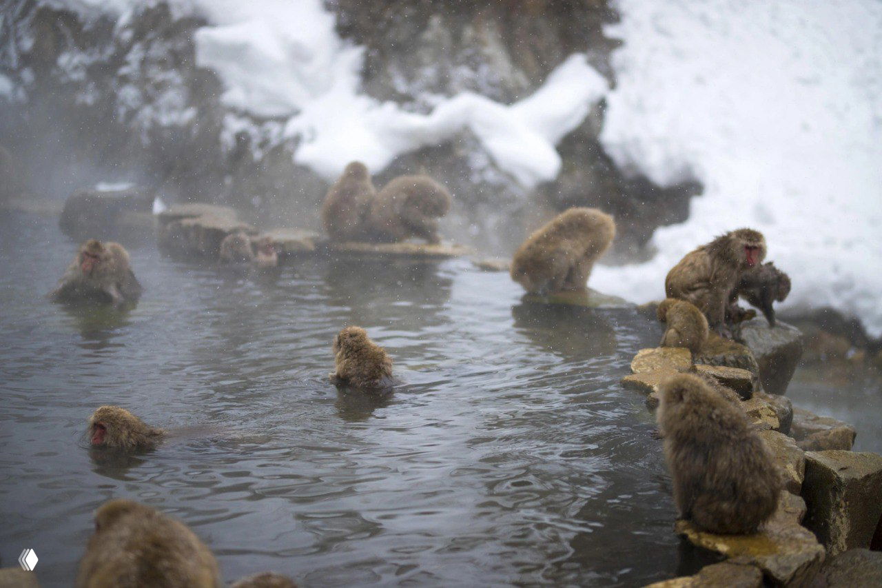Несколько снежных макак в горячем источнике парка Дзигокудани: группа обезьян плавает и сидит на камнях на фоне снега.