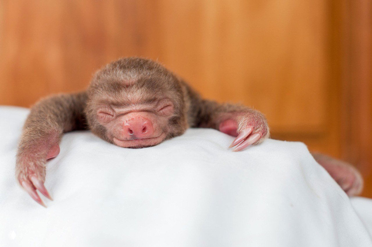 Маленький спящий детёныш ленивца на белом одеяле в клинике реабилитации; мордочка и длинные коготки крупным планом.