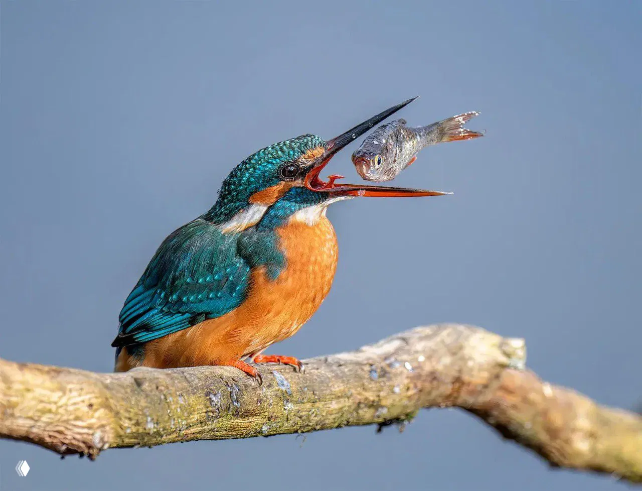 Яркий зимородок в момент поимки мелкой рыбы: бирюзово-оранжевый окрас птицы и блестящая рыба в раскрытом клюве, съёмка в крупном плане на нейтральном фоне.