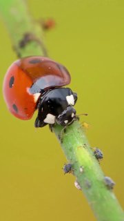 Крупный план семиточечной божьей коровки на стебле растения, насекомое рядом с тлями; видны несколько тлей на зелёном размытом фоне.