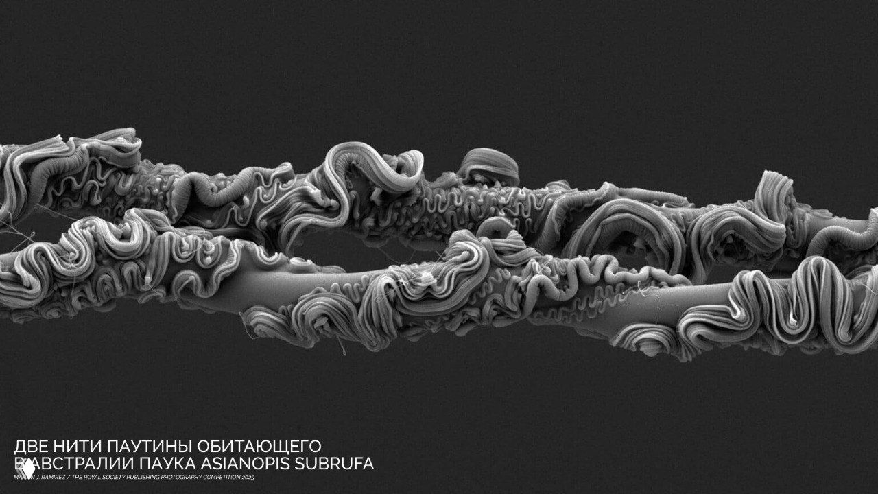 Конкурс научных фотографий Royal Society Publishing 2025