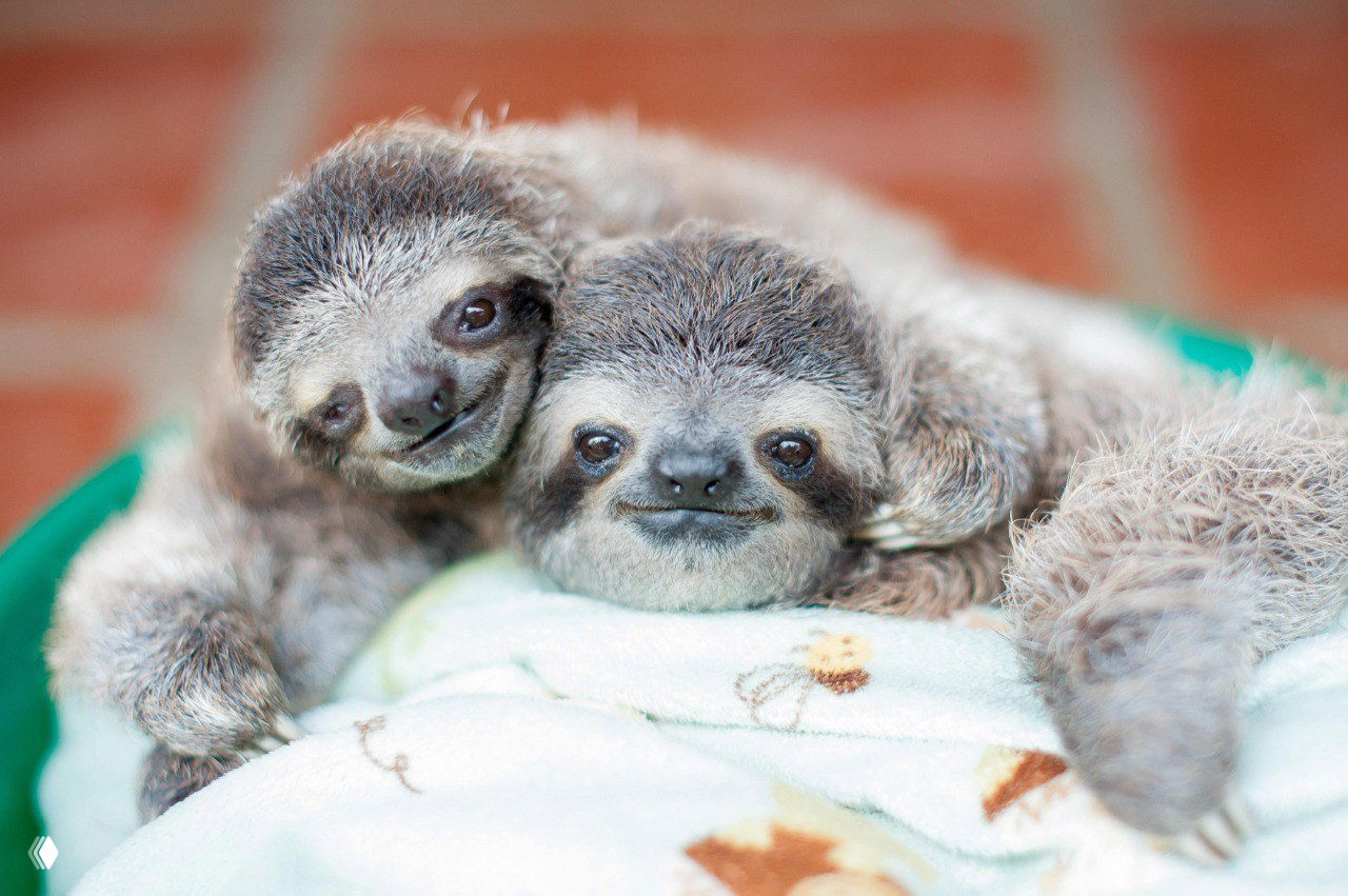 Два детёныша ленивцев, прижимающиеся друг к другу на пледе; портреты из программы реабилитации животных под наблюдением специалистов.