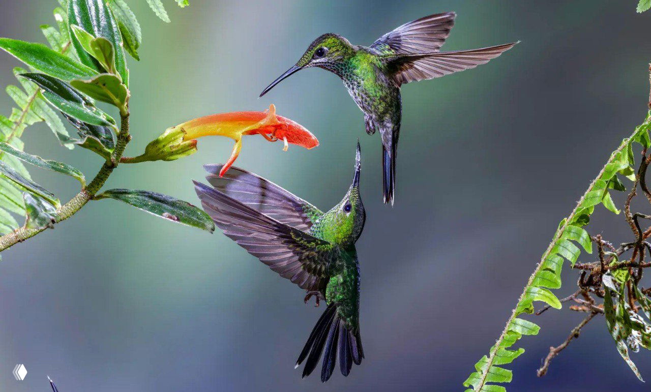 Два зелёных колибри висят у оранжевого цветка в момент кормления нектаром: быстрый динамичный кадр полёта, чёткие крылья и сочная растительная среда вокруг.