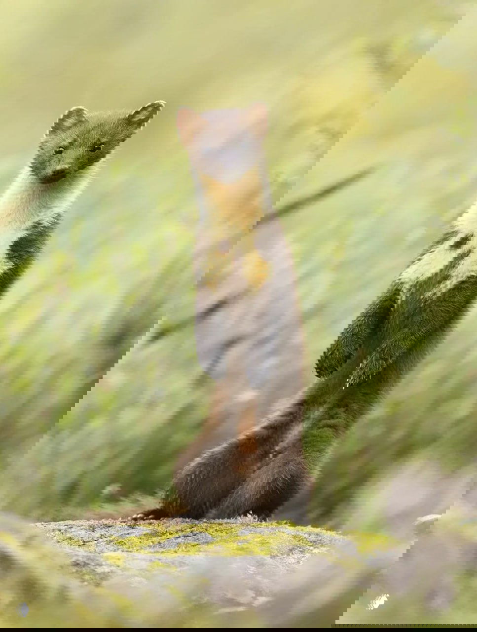 Победитель в номинации «Портрет животного» — BWPA 2026