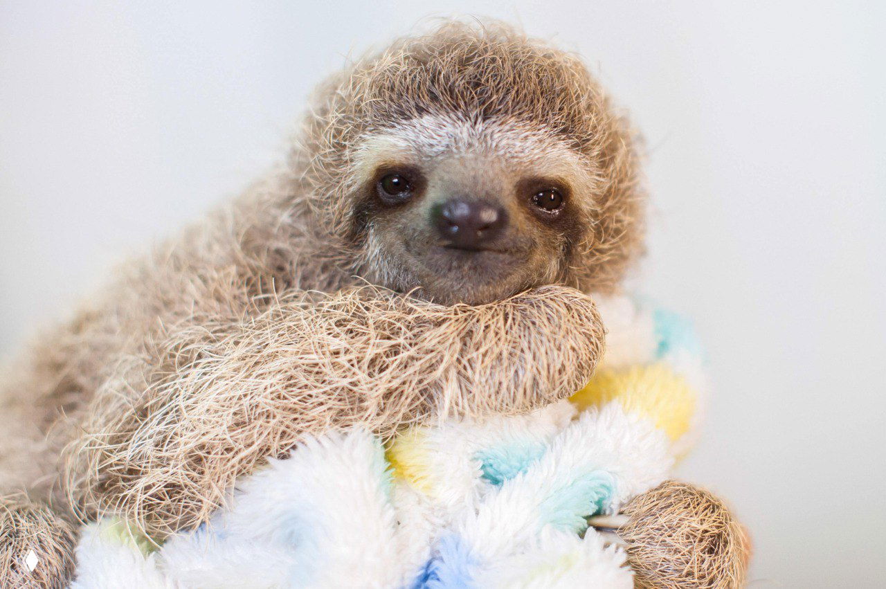 Молодой ленивец, уютно свернувшийся на пушистом пледе; крупный план мордочки и шерсти, спокойная поза при уходе волонтёров.