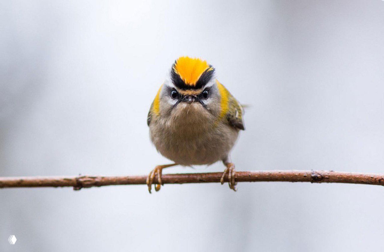 Самые забавные мордочки Nature Photographer of the Year