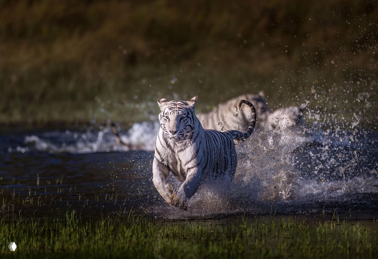 ЮАР, провинция Фри-Стейт — белые тигры в Tiger Canyon