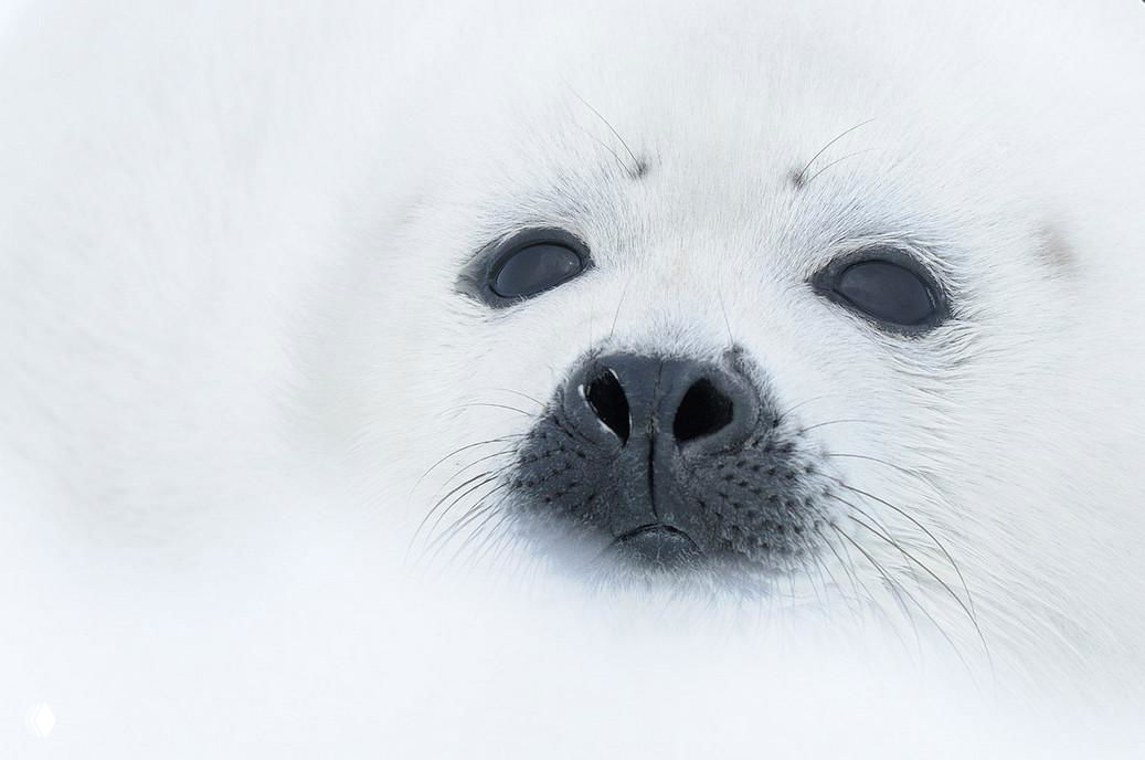 Крупный план мордочки тюленя‑детёныша в снегу: тёмные глаза и нос на фоне белого меха, ощущение мягкости и наивности кадра.