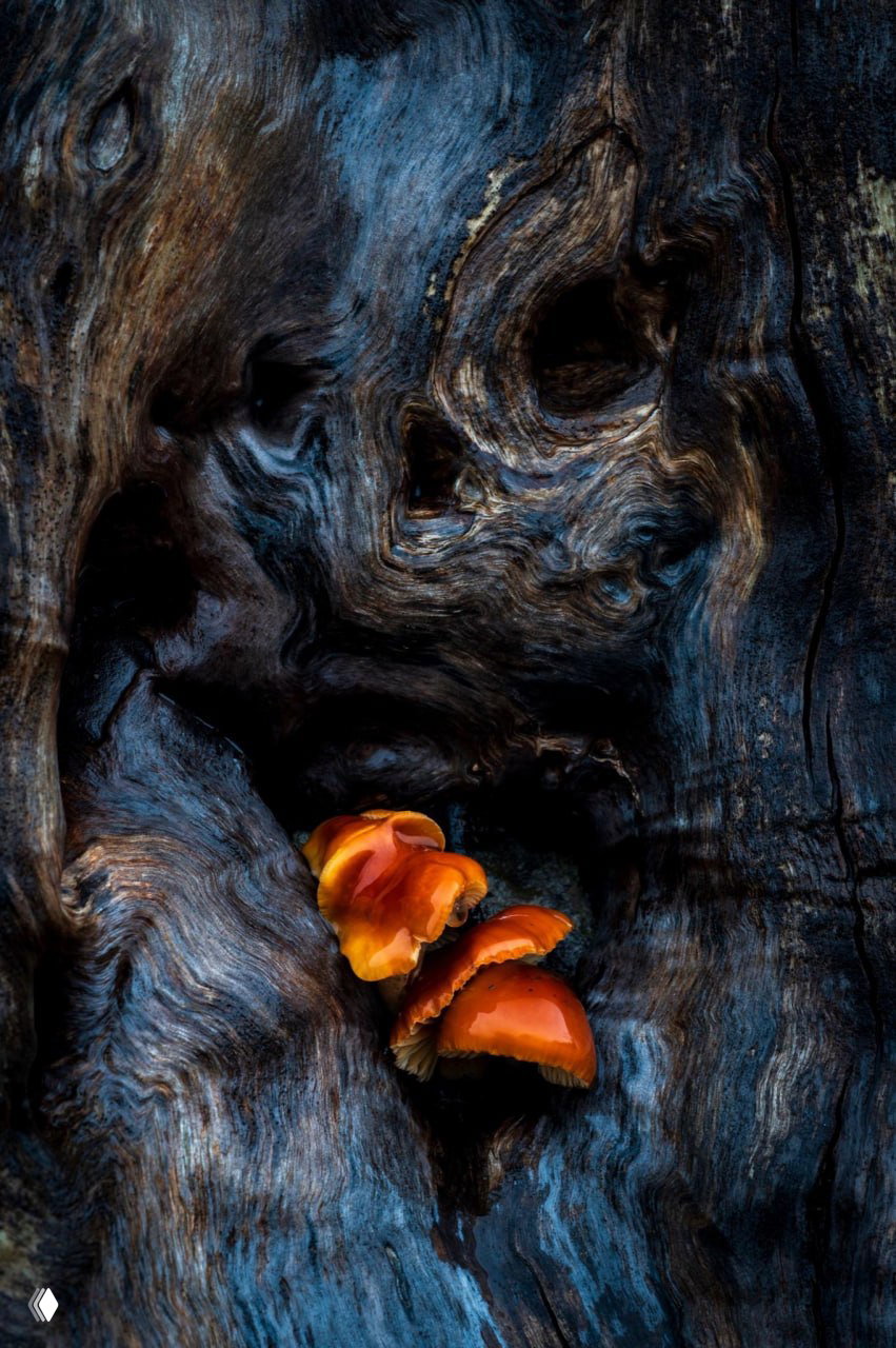Победитель в номинации «Грибы и лишайники» Natural Landscape 2026