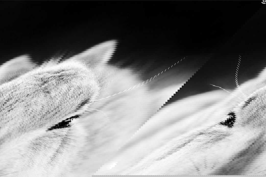 Чёрно‑белый портрет зайца или кролика, снятый крупным планом: глаза и мордочка в фокусе создают выразительный почти человеческий взгляд.