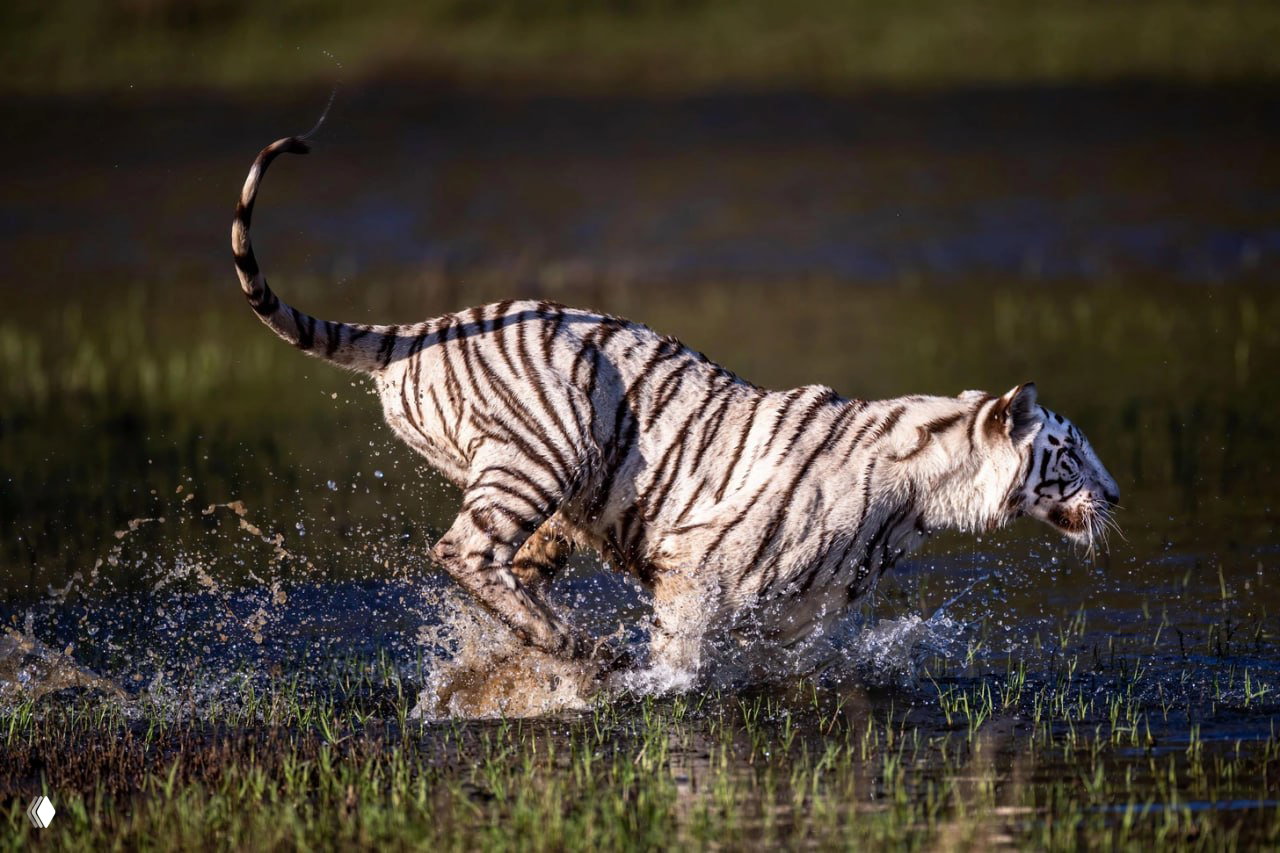 Белый тигр в профиль бежит по мелководью с поднятым хвостом и разбрызгивает воду в заповеднике Tiger Canyon, провинция Фри-Стейт, ЮАР.