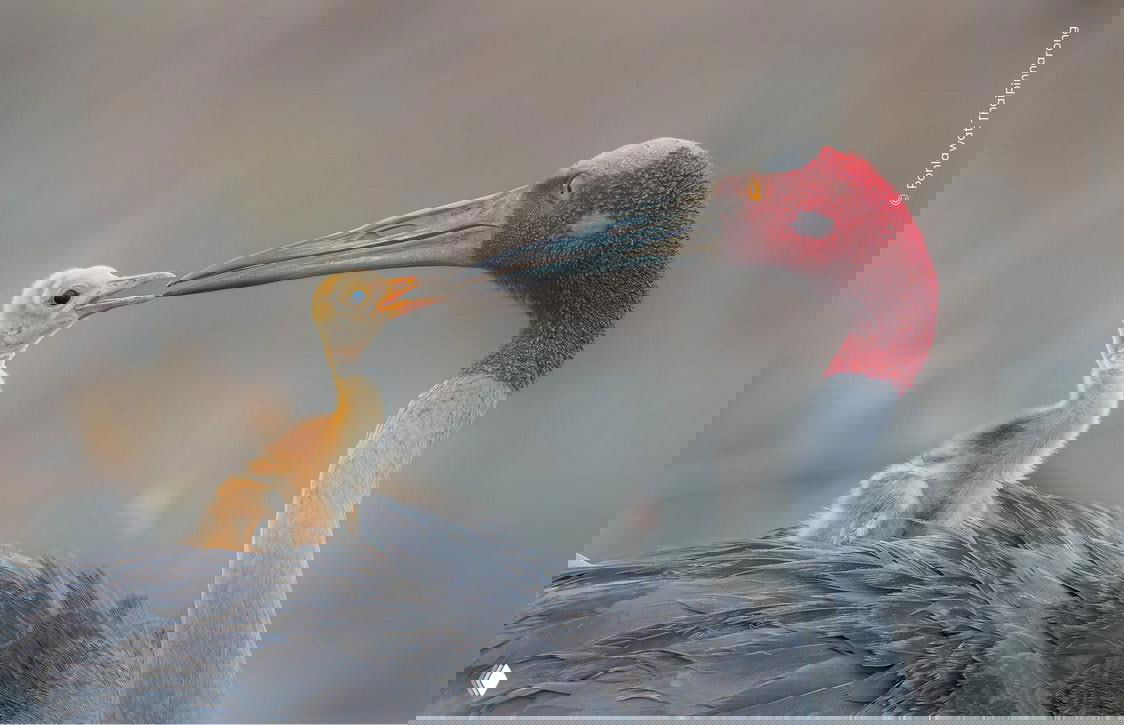 Крупный план: журавль подходит к желтоватому птенцу и собирается покормить его; нежный пастельный фон и деталь оперения, кадр WPOTY.