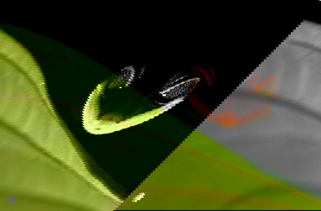 Маленькая ночная лягушка выглядывает из‑за зелёного листа на тёмном фоне, видны блестящие глаза и миниатюрная мордочка — атмосферный кадр.