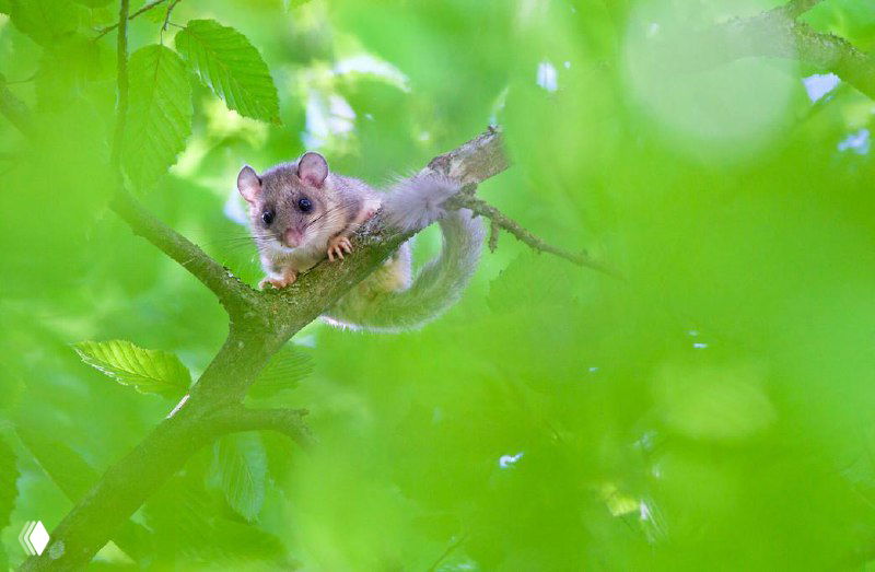 Маленький лесной грызун (летяга/сибирская соня) на ветке среди зелёных листьев, крупный план показывает округлую мордочку и любопытный взгляд.