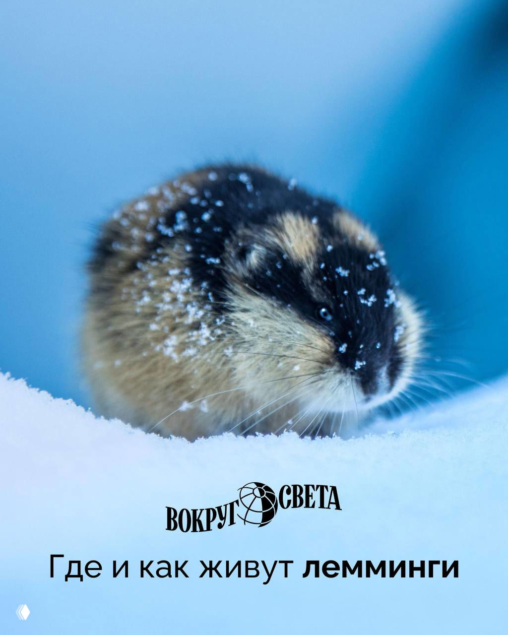 Грызуны из тундры: где и как живут лемминги