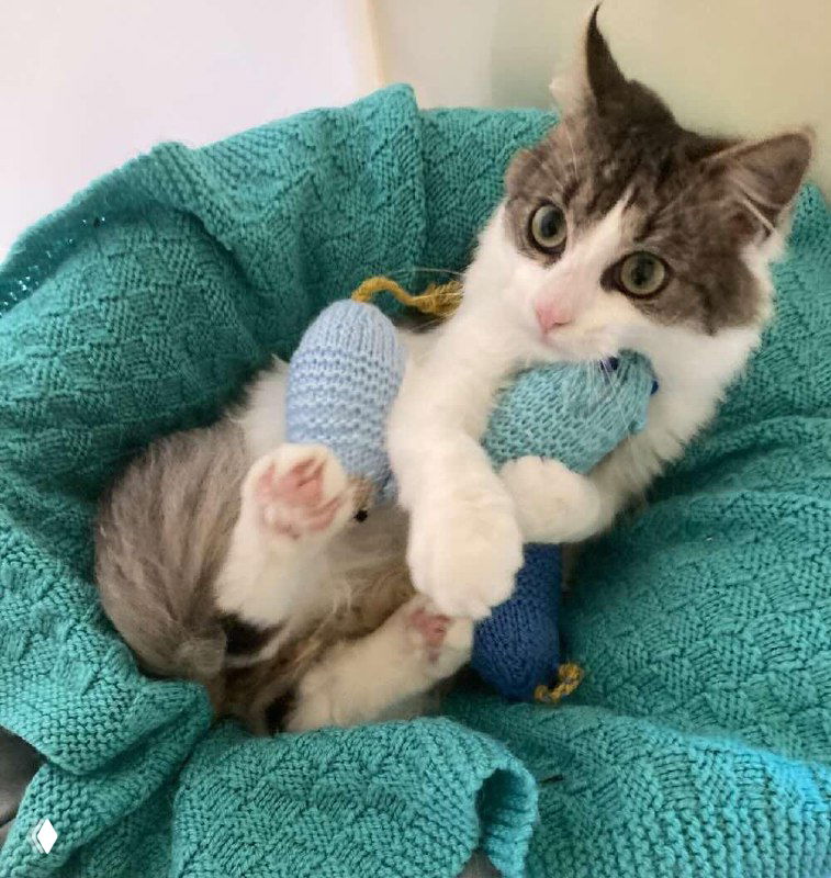 Читатели Woman’s Weekly связали 46 506 игрушек для кошек