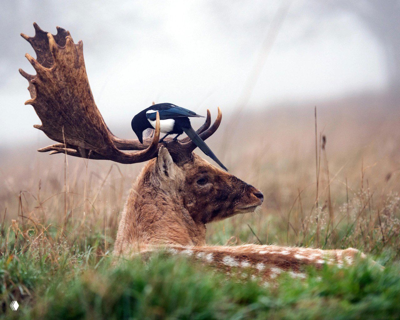 Сорока на рогах оленя в Ричмонд-парке