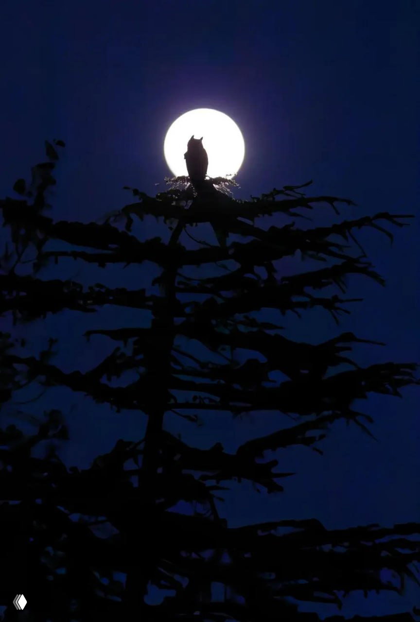 Призы Bird Photographer of the Year 2026