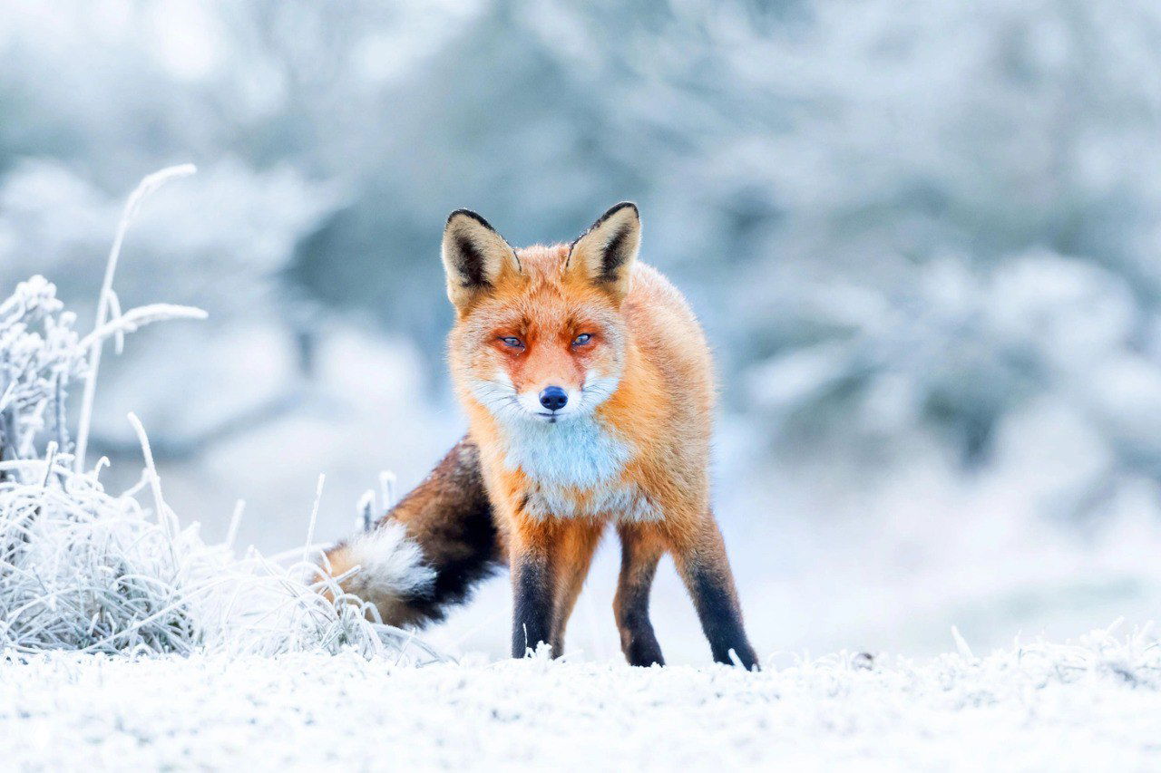 Нидерланды: рыжая лиса в снегу, провинция Северная Голландия