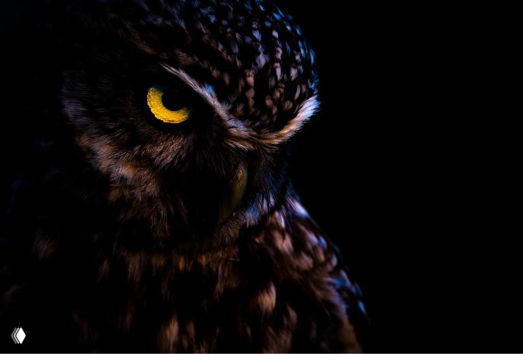 Ночной портрет совы в тёмном фоне, выделяются жёлтые глаза и текстура оперения, кадр передаёт концентрацию и характер хищной птицы.