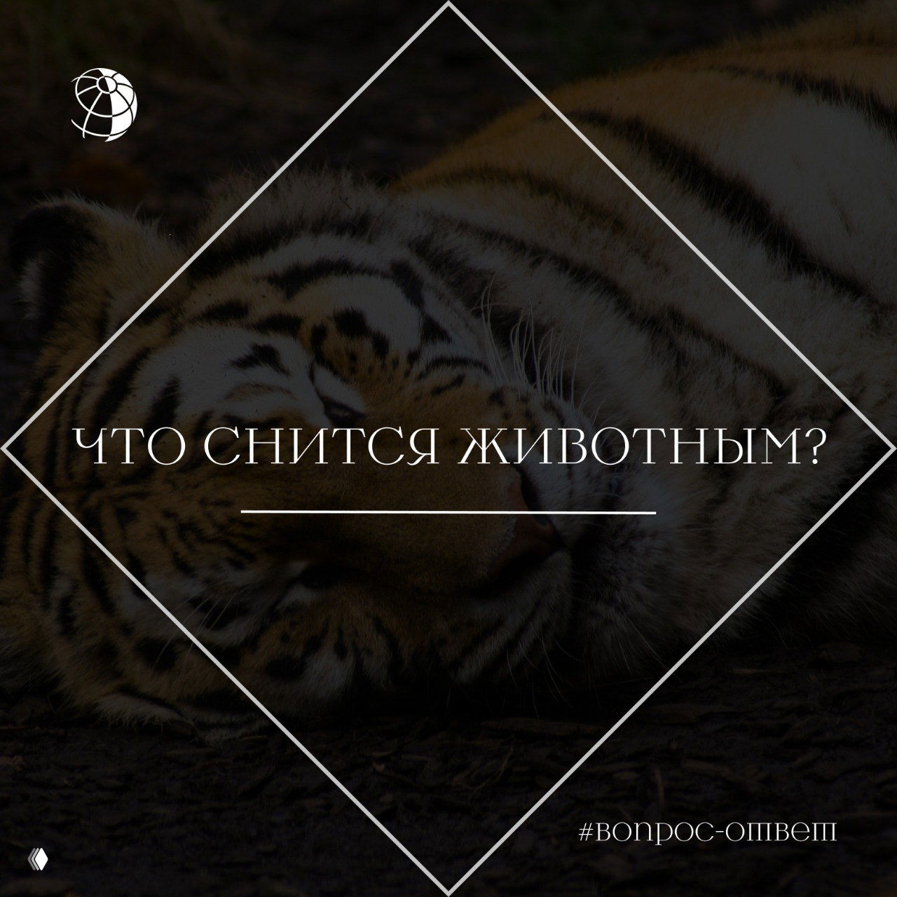 Что снится животным?