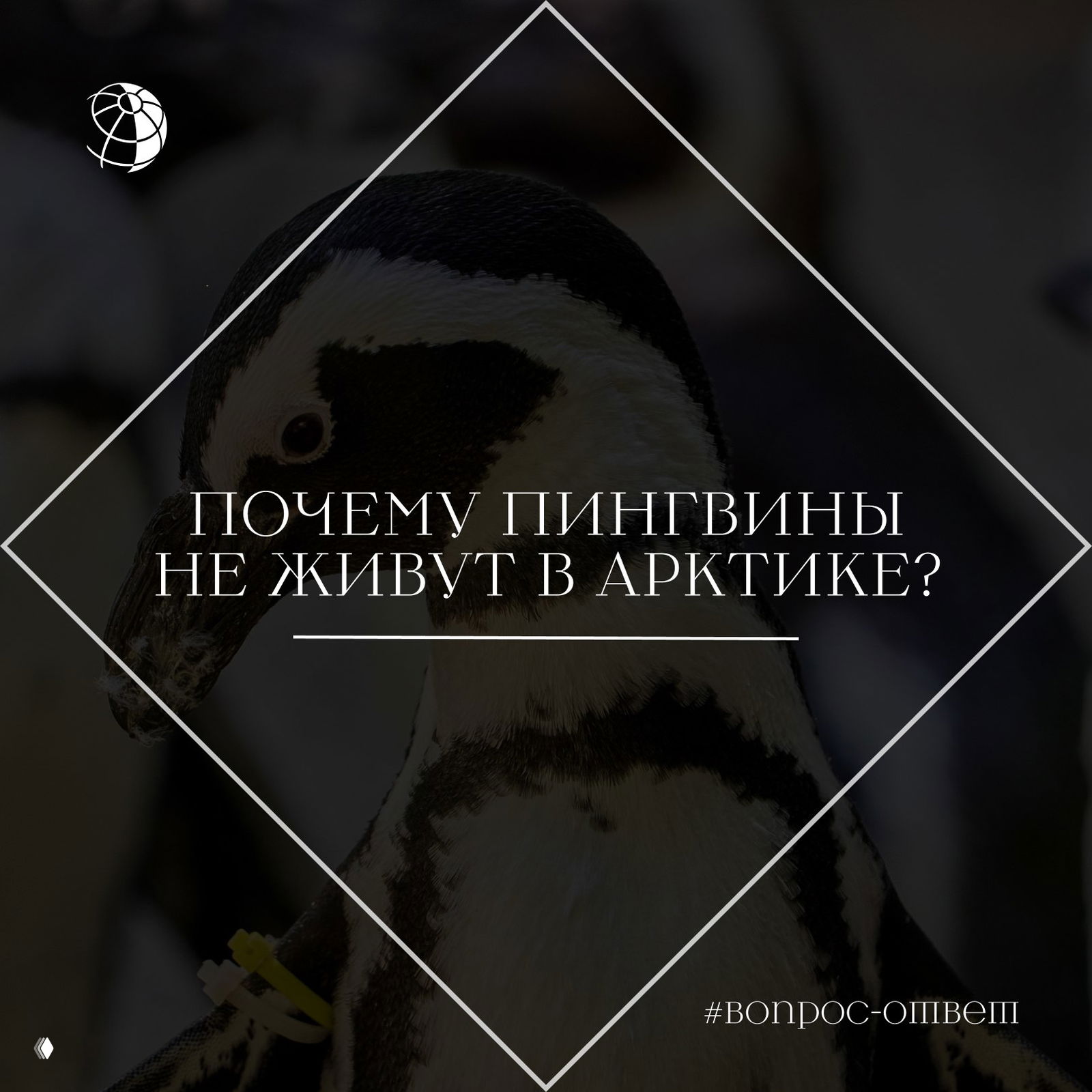 Почему пингвины не живут в Арктике?