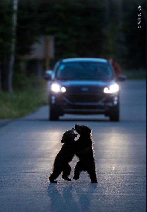Ночной контраст: силуэты двух медвежат, стоящих на дороге на фоне приближающегося автомобиля с включёнными фарами — драматический момент WPOTY.