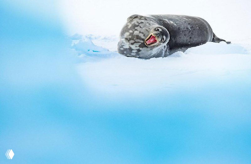 Крупный план морды тюленя (или морского хищника) на льду с широко раскрытой пастью и видимой красной внутренней частью, эмоция 'смеха' в природе.