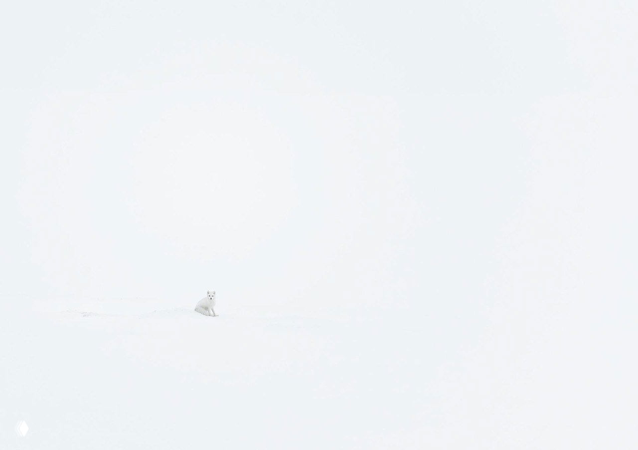 Финалист Vuoden Luontokuva 2025 — Markus Varesvuo