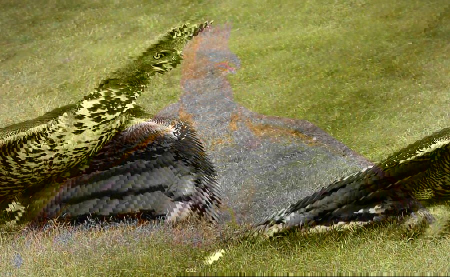 Венценосный орёл — мощный пернатый хищник