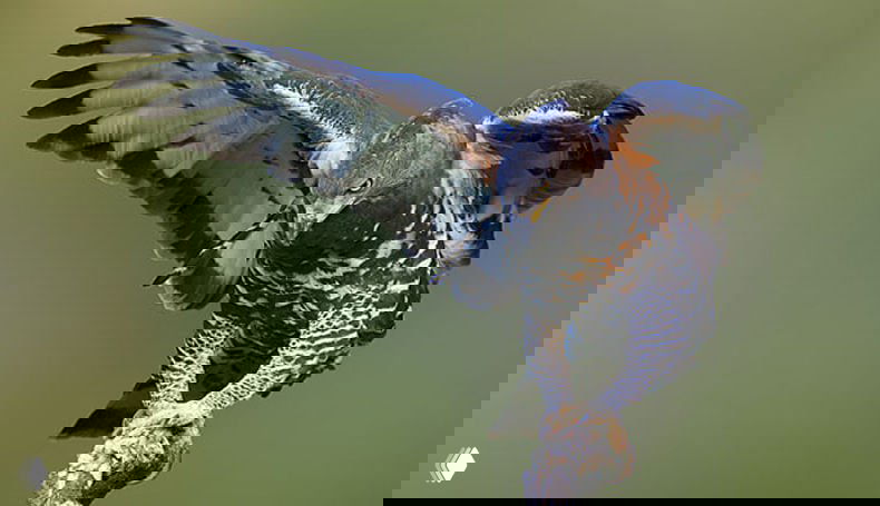 Венценосный орёл в полёте с добычей в лапах: снимок запечатлевает момент охоты с разведёнными крыльями и натянутыми когтями.