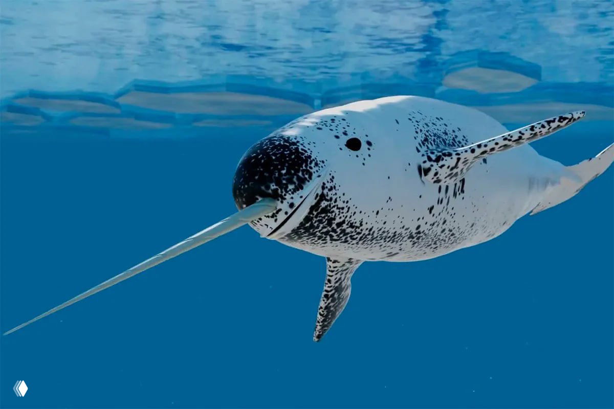 Исчезающий вид: Нарвал