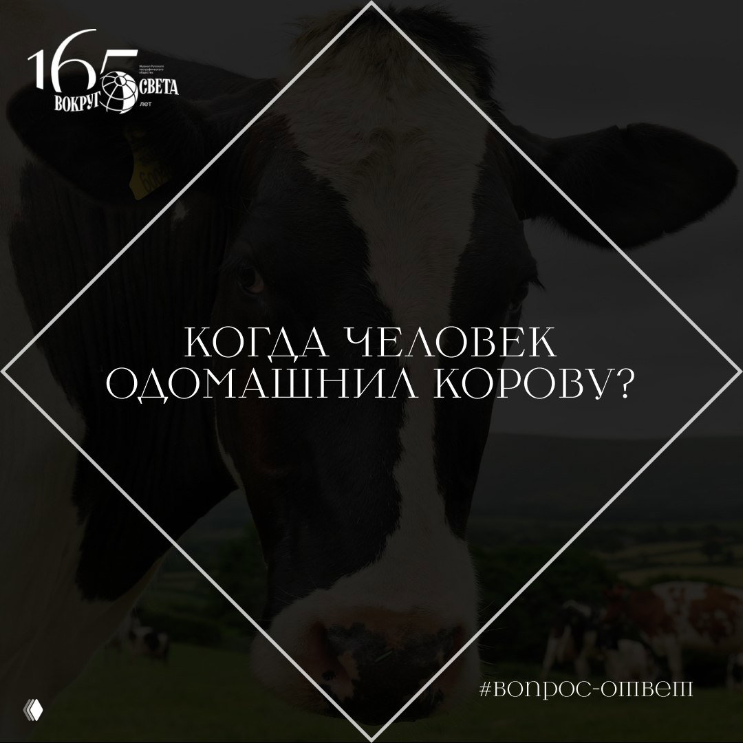 Когда человек одомашнил корову?