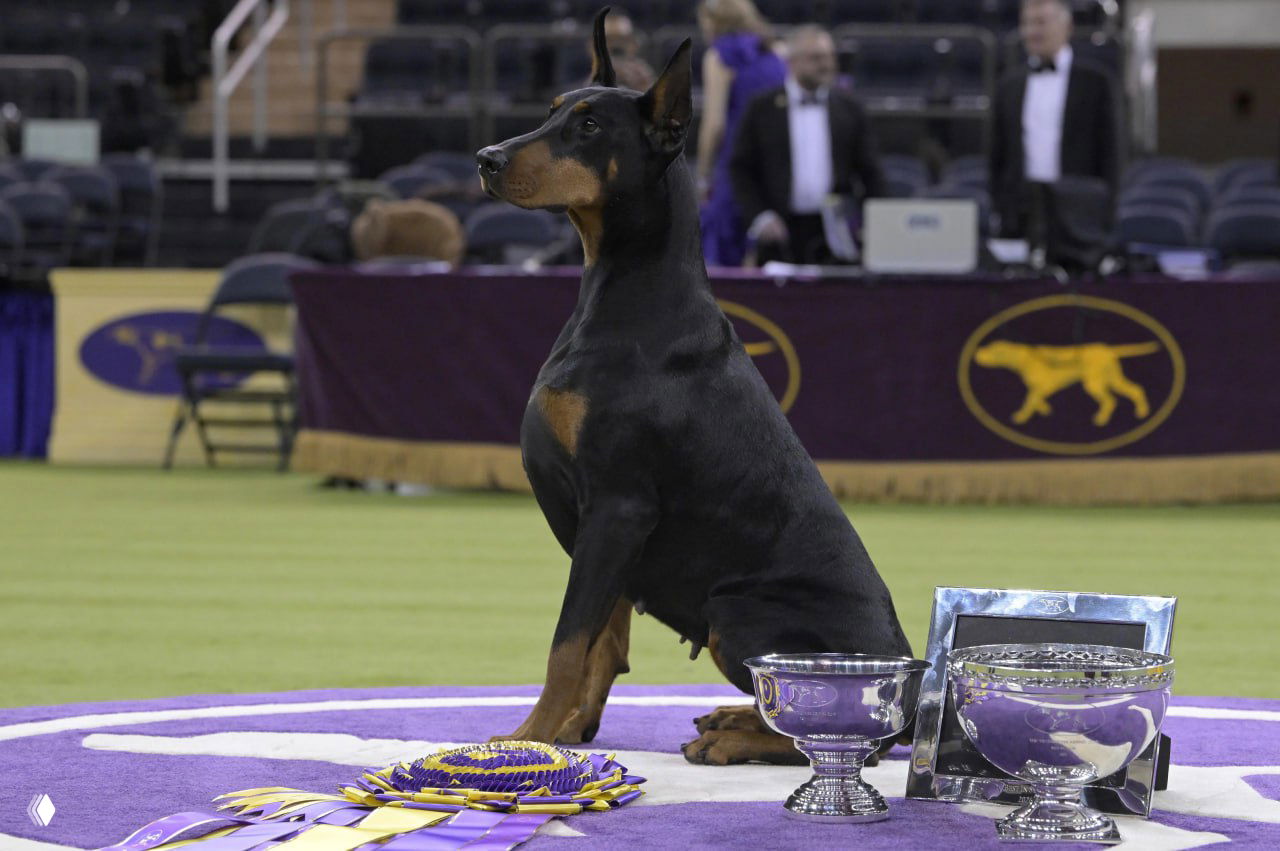 Фото участников 150-й выставки собак Westminster Kennel Club