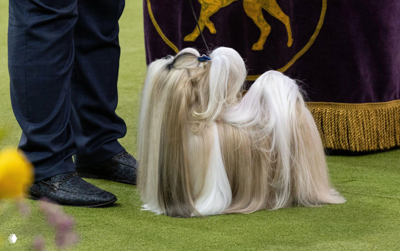 Маленькая длинношерстная собака породы ши-тцу или похожая порода с аккуратно зачёсанной белой и кремовой шерстью на ковре арены.