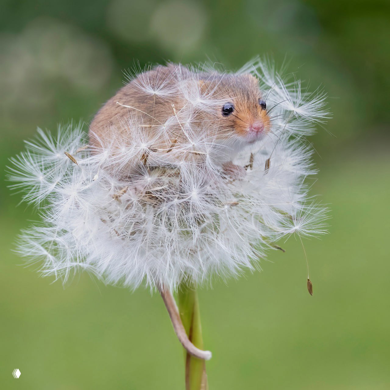Мышь на одуванчике в Норт-Йоркшире