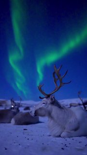 Северный олень на заснеженной тундре под зелёными завитками северного сияния — иллюстрация арктической среды обитания.