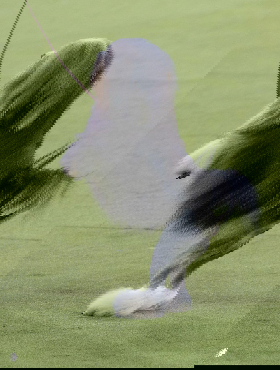 Небольшая собака подпрыгивает на задних лапах во время показа, видна динамика движения и характер породной стрижки.