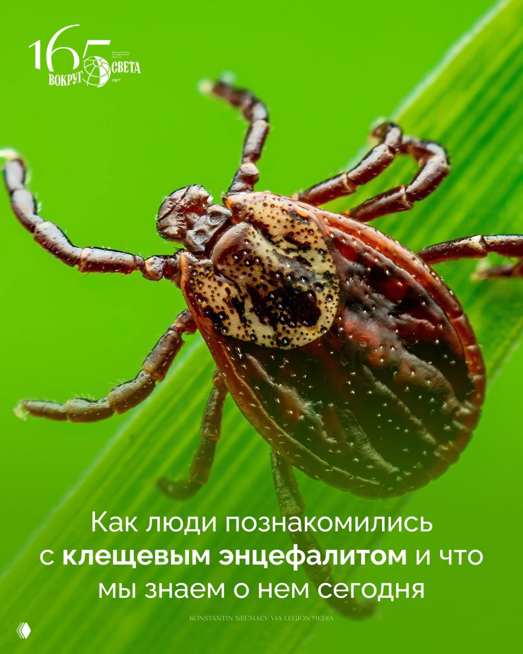Пожиратель мозга: клещевой энцефалит — история и факты