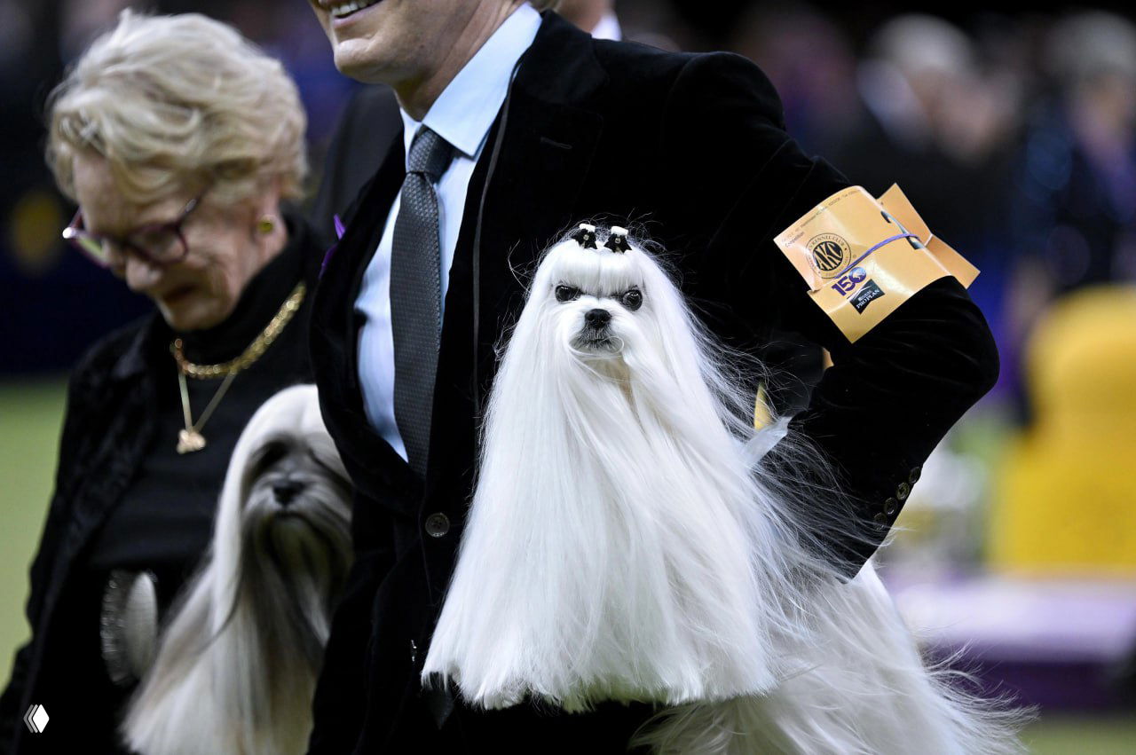 Белая миниатюрная собачка с густой прямой шерстью и аккуратно уложенными локонами выступает в руках хэндлера на фоне толпы.
