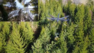 Дрон AirForestry над хвойным лесом: многоосевой беспилотник с захватом поднимает ствол и летит над кронами деревьев.