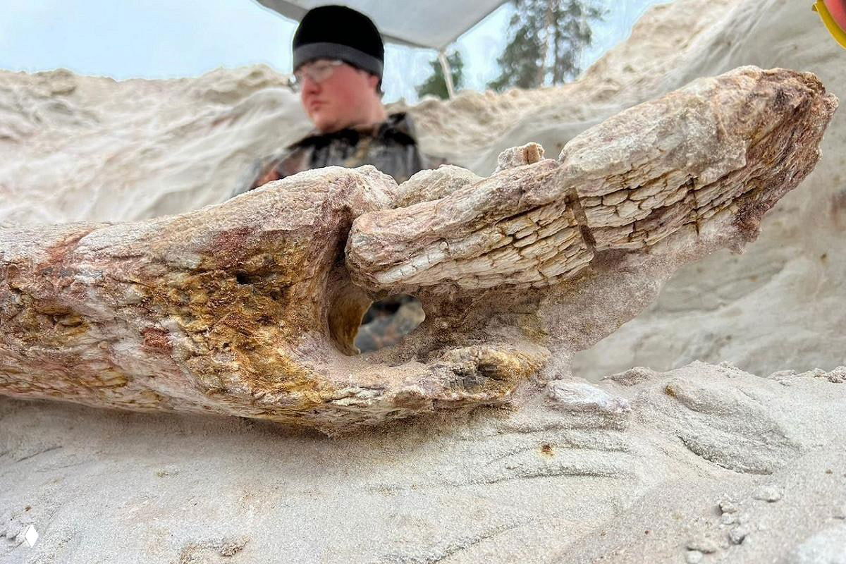 В Шалово найден ствол дерева возрастом около 385 млн лет