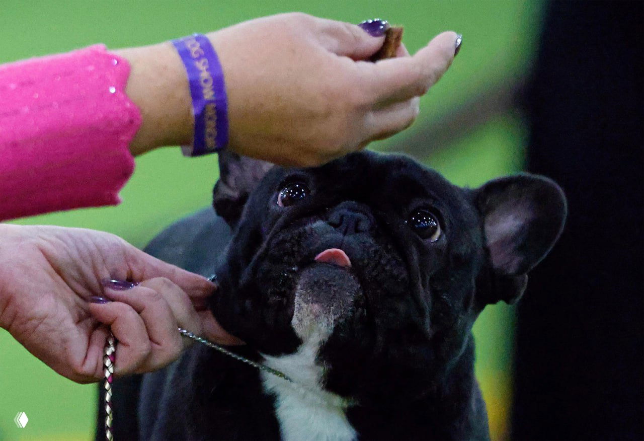 Крупный план фрэнч-бульдога с широко открытыми глазами, хэндлер держит лакомство, чтобы задержать взгляд собаки для фото.