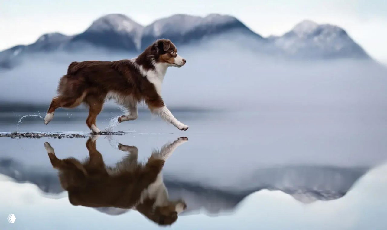 Фото питомцев — финал Pet Photography Awards 2026