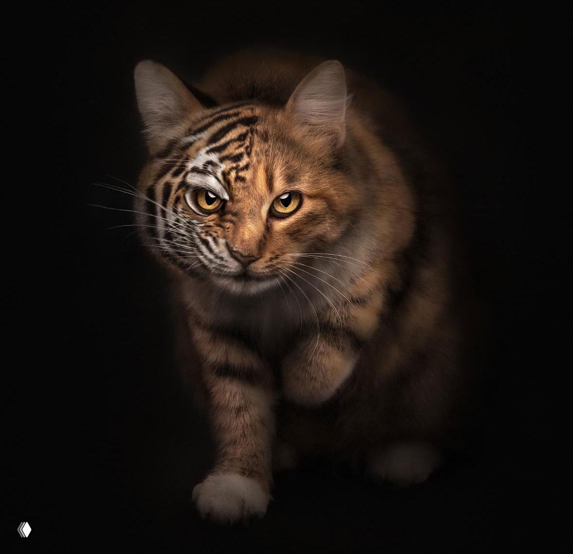 Драматичный портрет тигрового окраса домашнего кота на тёмном фоне, выразительные глаза и мягкая подсветка создают кинематографическую атмосферу.