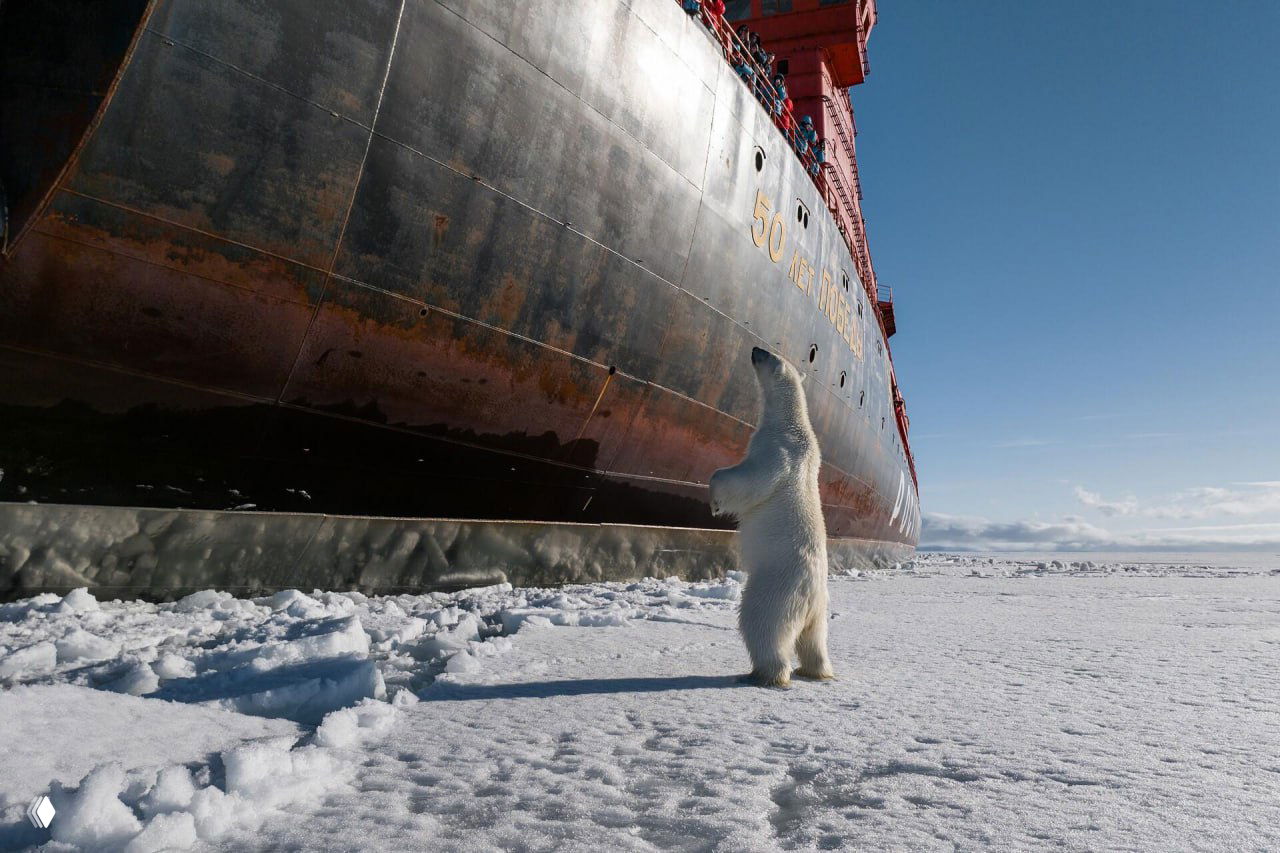 27 февраля: Всемирный День белого медведя
