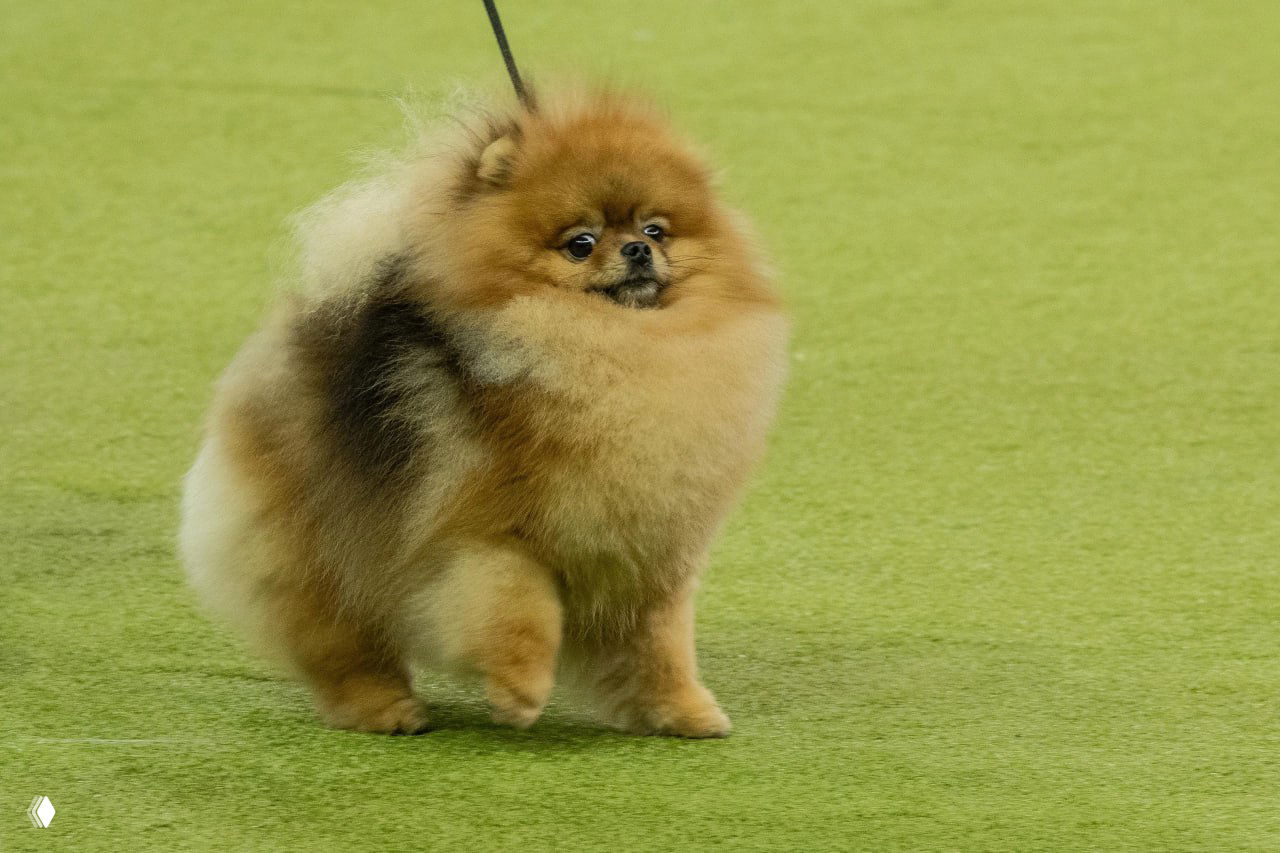 Пухлый шпиц породы померанский шпиц идёт по рингу, демонстрируя декоративную шерсть и типичную походку для шоу-класса.