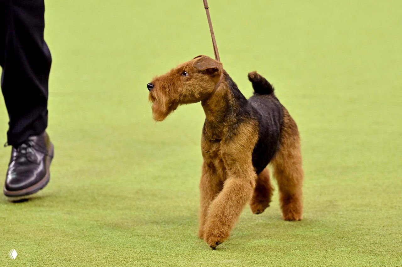 Элегантная собака терьерного типа идёт по ковру ринга рядом с хэндлером, видна породная осанка и движение.