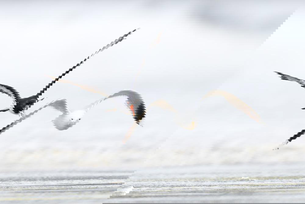 Чёрная птица с ярким оранжевым клювом и белая морская птица в синхронном полёте над берегом на светлом фоне, момент хищного манёвра