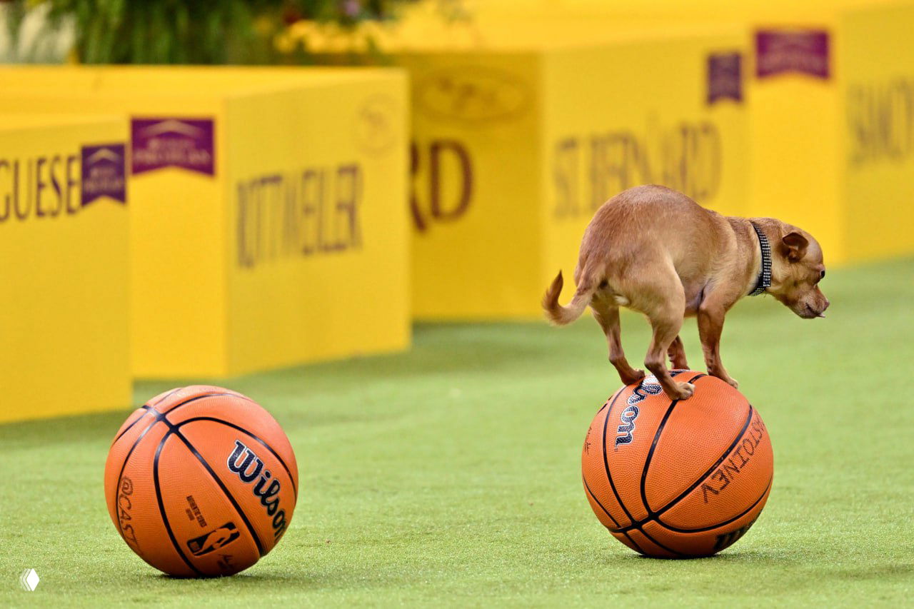 Маленькая собачка балансирует на баскетбольном мяче в шоу-номере, демонстрируя трюк и дрессировку в развлекательной вставке мероприятия.